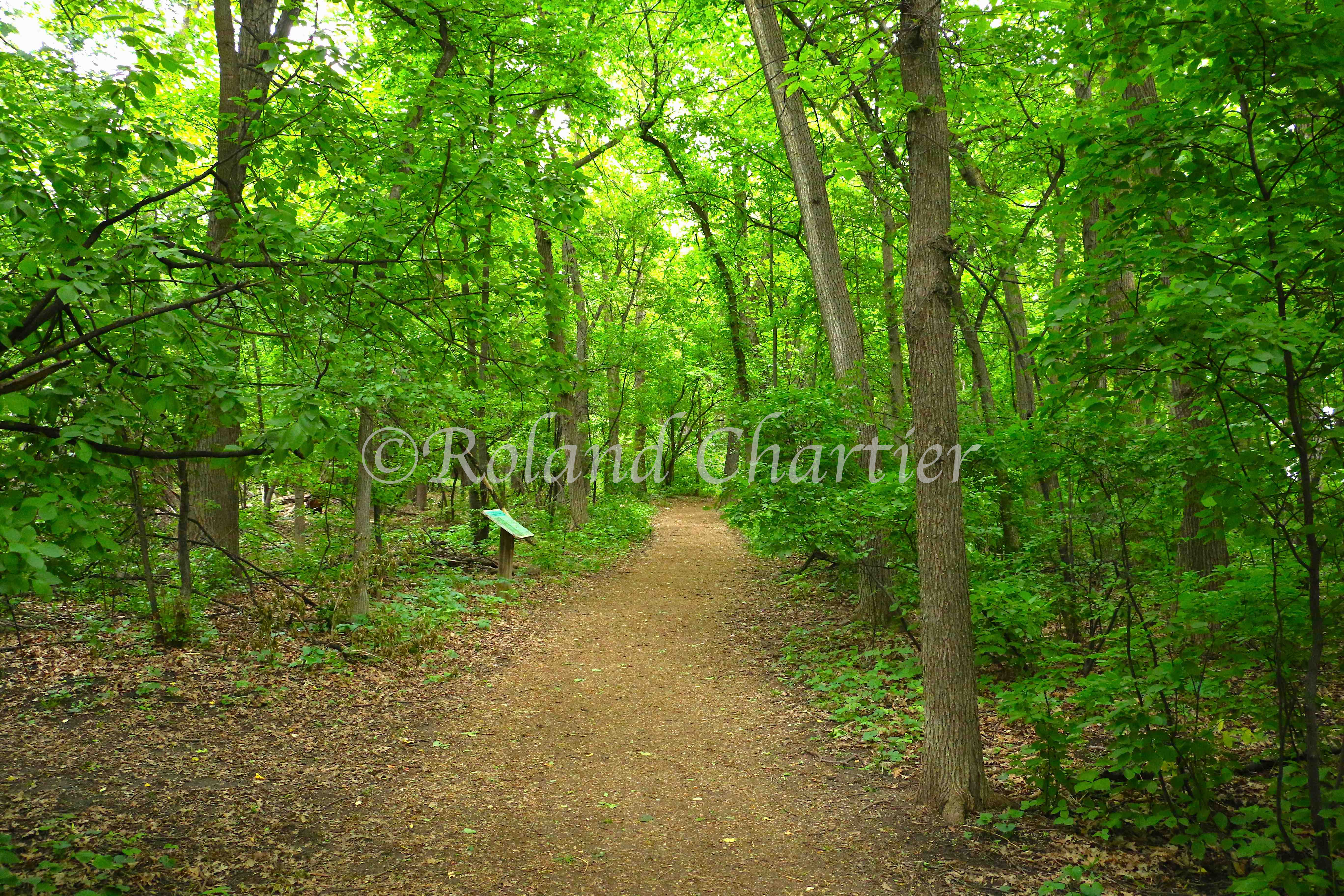 A trail at Assiniboine Park during Summer time.